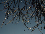 Tree Branches Covered in Icicles Photographie par Scott Sroka
