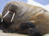 An Atlantic walrus Lámina fotográfica por Paul Nicklen