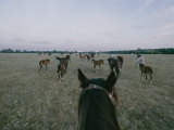 Horses in the Fog Photographie par Sisse Brimberg
