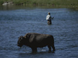 A Fisherman and Buffalo Share Water Space in the Yellowstone River Photographic Print by Raymond Gehman