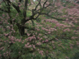 A Close View of a Pink, Flowering Tree Photographic Print by Michael Melford