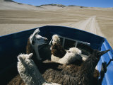Llamas and Alpacas Ride in Style Across Perus High Desert Plain Photographic Print by Maria Stenzel