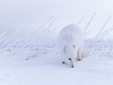 An Arctic Fox Almost Blends into the Snow Photographic Print by Paul Nicklen