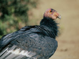 A Captive California Condor Photographie par Roy Toft