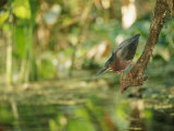 A Green Heron Perched on a Branch Photographic Print by Roy Toft