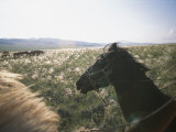 Horses Graze on a Tuvan Steppe as Unseen Horsemen Watch from Mounts Photographic Print by Sisse Brimberg