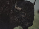 A Close View of an American Bison Wet with Rain Photographic Print by Raymond Gehman