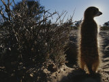 A Meerkat (Suricata Suricatta) Stands Next to its Burrow Photographie par Mattias Klum
