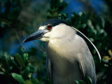 An Adult Black-Crowned Night Heron Photographic Print by Scott Sroka
