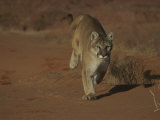 A Mountain Lion Runs Through a Desert Photographic Print by Norbert Rosing