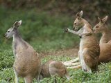 A group of captive antelopine kangaroos, Macropus antelopinus Lámina fotográfica A group of captive antelopine kangaroos, Macropus antelopinus Lámina fotográfica