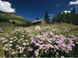 An Old Miners Cabin with Purple Asters in the Foreground Photographic Print by Richard Nowitz
