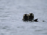 A Pair of Sea Otters Floating in the Waters off Adak Island Photographic Print by Joel Sartore