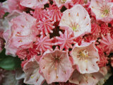 Close View of Blossoming Mountain Laurel Photographic Print by Darlyne A. Murawski