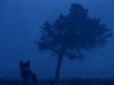 Misty View of a Gray Wolf Sitting Near a Tree Photographic Print by Joel Sartore