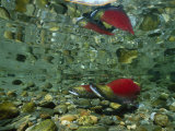 Red Salmon, Also Known as Sockeye Salmon, Cast Reflections in the Adams River Photographic Print by Paul Nicklen