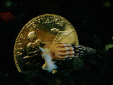 Philippine Gold Coin with Turret Shell Photographie par Paul Zahl
