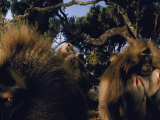 A Group of Bachelor Male Geladas Photographic Print by Michael Nichols