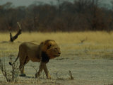 Ntwadumela, One of the Two Adult Males That Control the Group Dubbed the Central Pride Photographic Print by Beverly Joubert