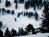 Distant View of a Gray Wolf Howling on a Snowy Hillside Photographic Print by Joel Sartore