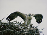 Osprey on its Nest Photographie par W. E. Garrett