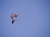 Three Scarlet Macaws Fly Through the Air Photographic Print by Roy Toft