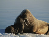 An infant Atlantic walrus nuzzles its mother Lámina fotográfica por Norbert Rosing