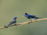 A Male and Female Indian Flycatcher Communicate with Each Other Photographic Print by Roy Toft