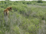 Chincoteague Pony in the Brush Photographie par Al Petteway