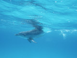 A Spotted Dolphin in the Waters off the Coast of Grand Turk Island Photographic Print by Wolcott Henry