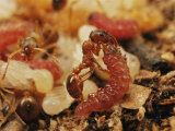 Oruga de Maculinea alcon alimentada por una hormiga Myrmica Lámina fotográfica por Darlyne A. Murawski Oruga de Maculinea alcon alimentada por una hormiga Myrmica Lámina fotográfica por Darlyne A. Murawski