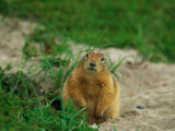 An Arctic Ground Squirrel in Pauses by its Burrow Photographic Print by Norbert Rosing