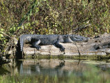 Alligator Basking on Tree Trunk, Belize Photographic Print by Barry Tessman