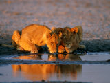 A Pair of Female African Lions Belly up to Their Favorite Watering Hole Photographic Print by Beverly Joubert
