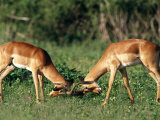 Impala Males Sparring Photographic Print by Beverly Joubert
