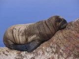 A baby Atlantic walrus rests on its mothers back Lámina fotográfica por Paul Nicklen