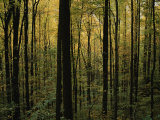 Woodland Scene Photographic Print by Randy Olson