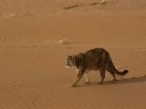 A Mountain Lion Walks Across Desert Landscape Photographic Print by Norbert Rosing