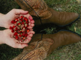 A Pair of Hands Holds Wild Strawberries Between a Pair of Cowboy Boots Photographic Print by Annie Griffiths Belt