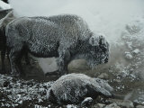 Shaggy with Rime, an American Bison Warms Himself at a Fumarole Photographic Print by Michael S. Quinton