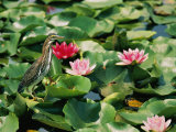 A Green-Backed Heron Sits on a Large Grouping of Lily Pads Photographic Print by Brian Gordon Green