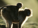 A Female Gelada with Her Baby on Her Back Photographic Print by Michael Nichols