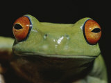 Colorful Close View of Red-Eyed Tree Frog Photographic Print by Jason Edwards