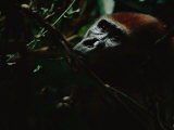 A gorilla (Gorilla gorilla gorilla) hiding deep in the foliage Lámina fotográfica por Michael Nichols