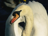Water Drips from the Bill of a Trumpeter Swan Photographic Print by Brian Gordon Green