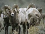 A Group of Bighorn Sheep Rams Photographic Print by Tom Murphy