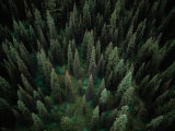 Aerial View of an Evergreen Forest Photographie par Paul Chesley