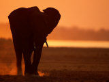 African Elephant Silhouetted at Twilight Photographic Print by Beverly Joubert