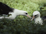 Gentle greeting, demure response mark the courtship of the Laysan albatross Lámina fotográfica por William Allen Gentle greeting, demure response mark the courtship of the Laysan albatross Lámina fotográfica por William Allen
