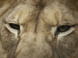 Primer plano de la cabeza de un león Lámina fotográfica por Jason Edwards